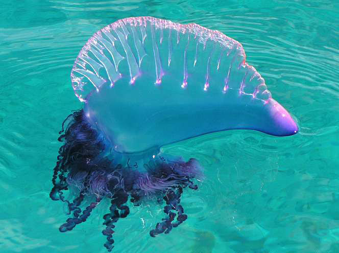 Популярный у новосибирских туристов остров Пхукет атаковали смертельно опасные «родственники» медуз