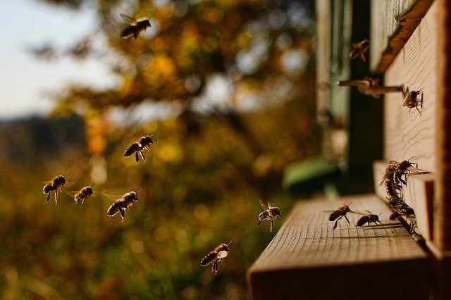 У пчел обнаружили способность «вынюхивать» коронавирус