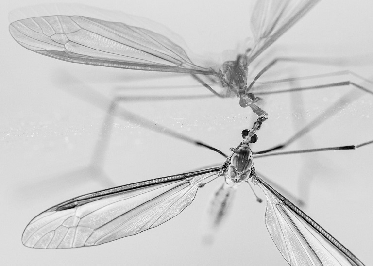 В США учёные выпустили в дикую природу 5 миллионов генетически модифицированных комаров
