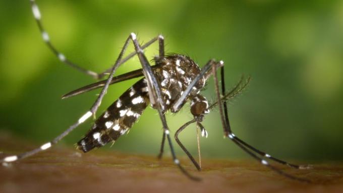 На Алтае появились азиатские тигровые комары с повышенной агрессивностью
