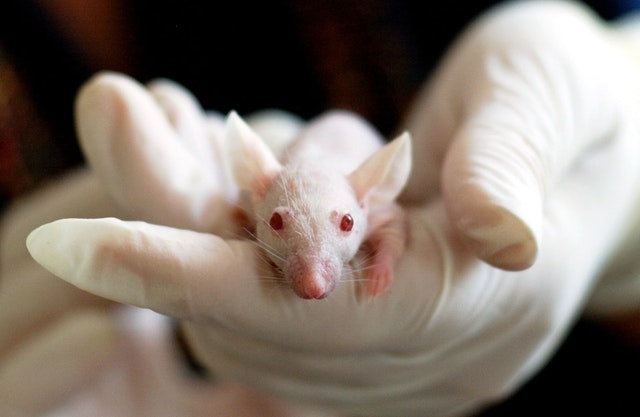 Учёным удалось вернуть молодость мышам