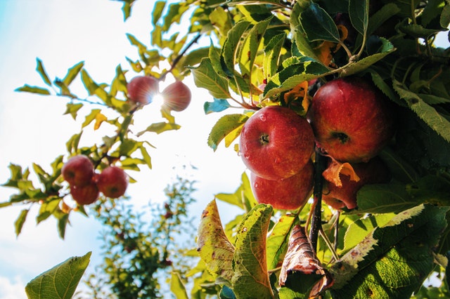 Сколько яблок можно съесть в день без вреда для здоровья? 