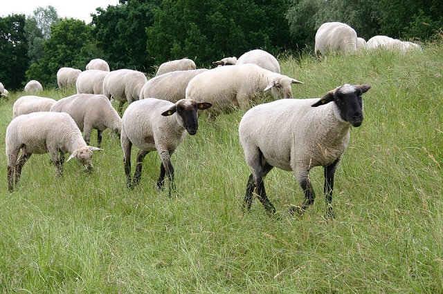 В Великобритании планируют выращивать человеческие органы внутри овец и свиней