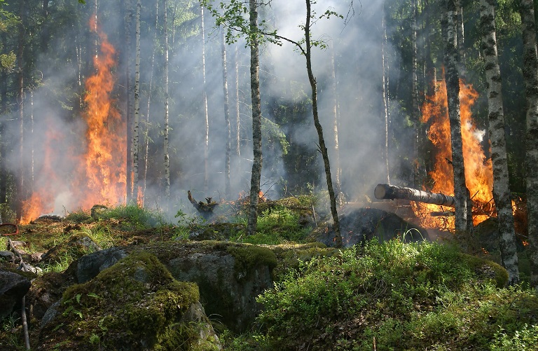 Учёные изучили связь лесных пожаров и риска развития рака у населения