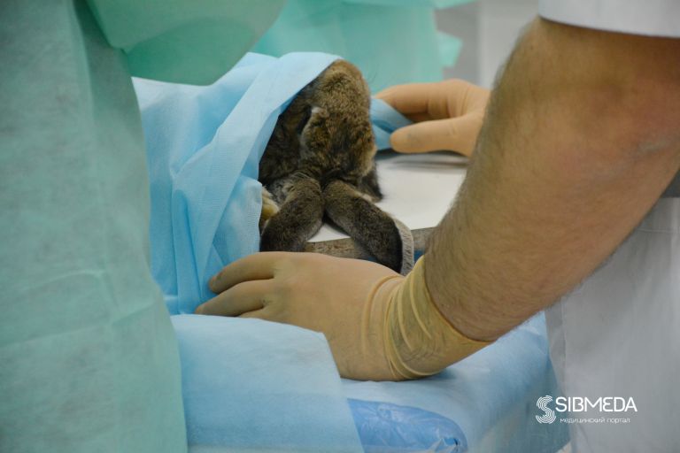 Учатся на кроликах: в НГМУ проходит международная медицинская олимпиада по хирургии
