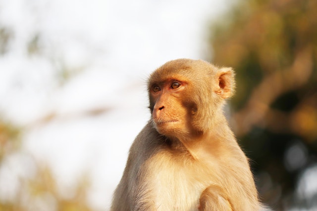 ВОЗ озвучила число случаев обезьяньей оспы