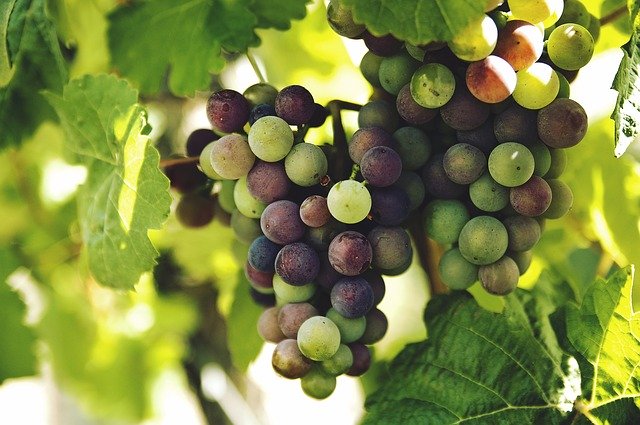 Эксперты дали советы по выбору винограда