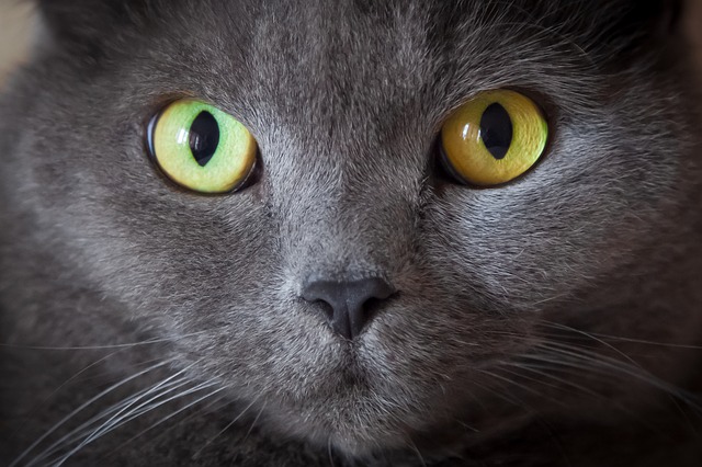 Нам не страшен серый кот! Какие болезни можно подхватить от животных?