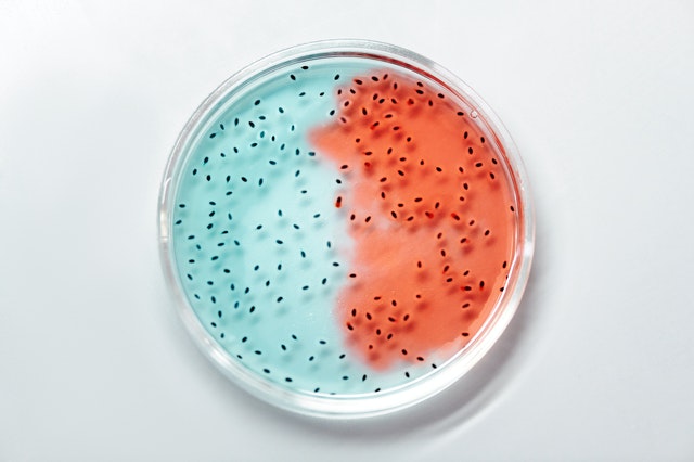 Обнаружена связь между здоровьем микробиома и успешным лечением рака