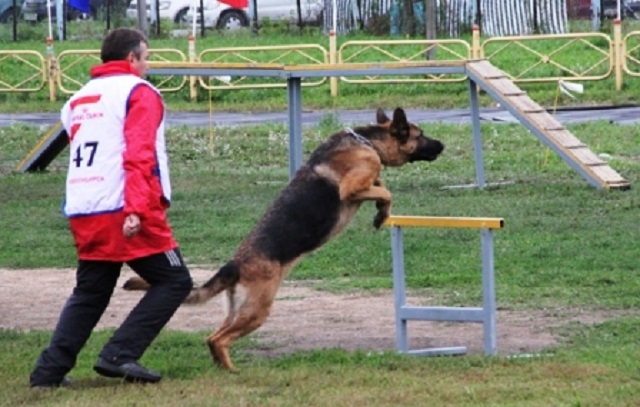 Спортивно-прикладное собаководство