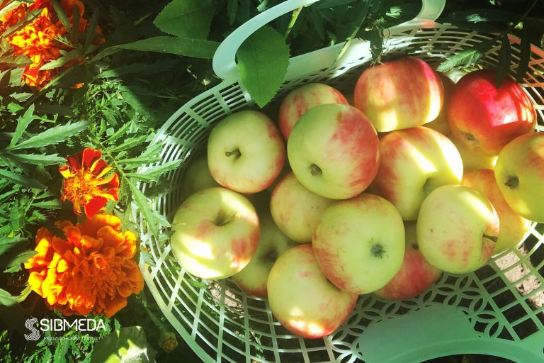 Специалисты проверили яблоки на содержание нитратов, радионуклидов и пестицидов