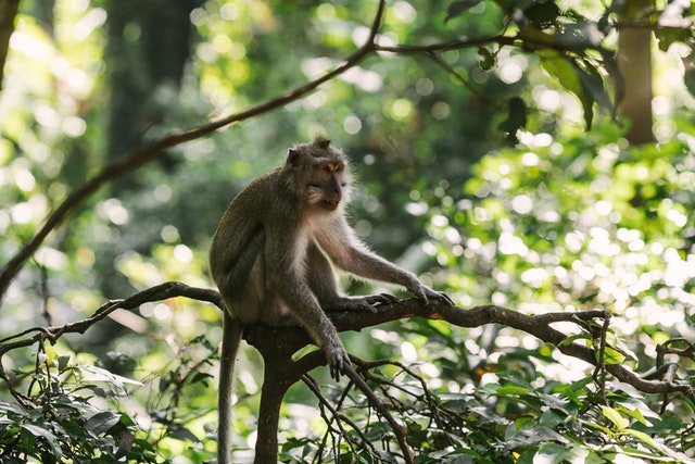 Сработает ли прививка от натуральной оспы против оспы обезьян?
