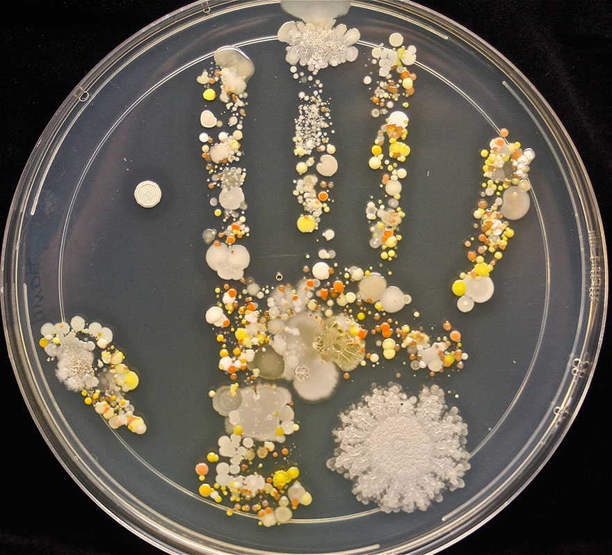 http://www.boredpanda.com/bacteria-petri-dish-microbe-8-year-old-boy-hand-print-tasha-sturm/