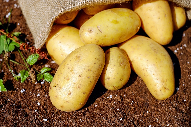 Топ-5 советов, как выбрать качественный картофель