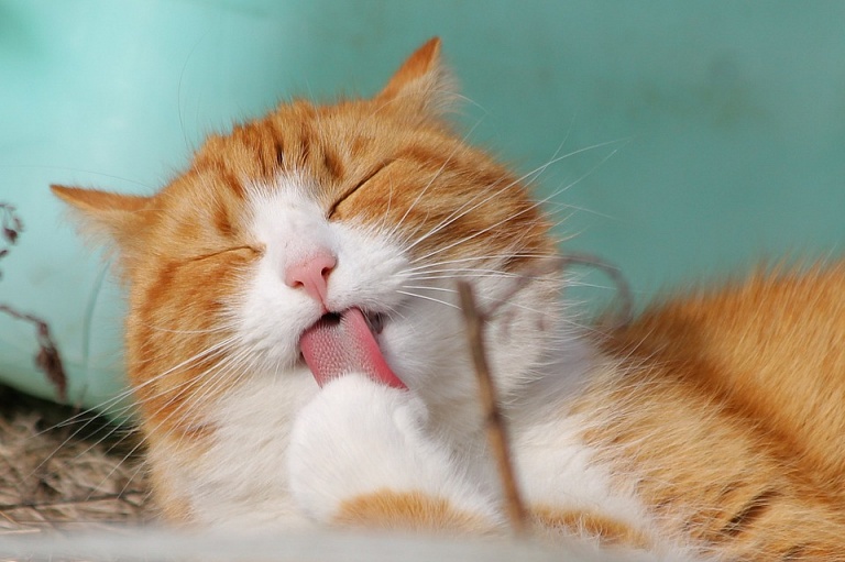 Российские учёные приступили к испытаниям вакцины против аллергии на кошек