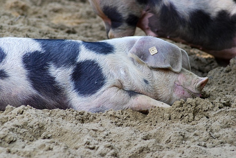 Свиньи в Новосибирской области оказались вне подозрений