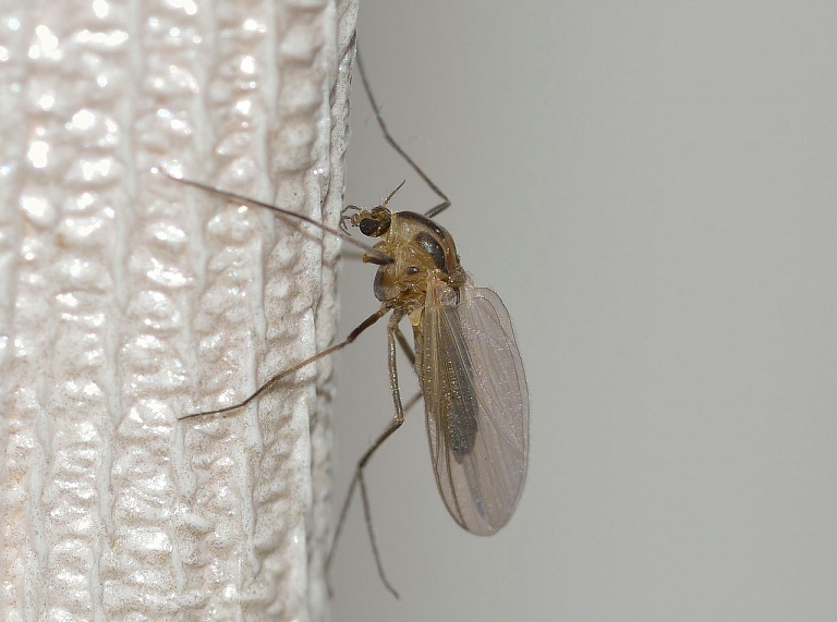 Новосибирские учёные разработали средства от комаров на основе грибов и бактерий 