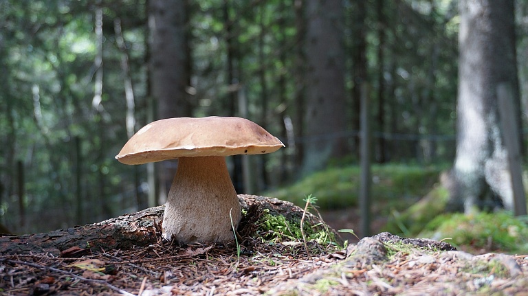 Сезон отравлений грибами открыт