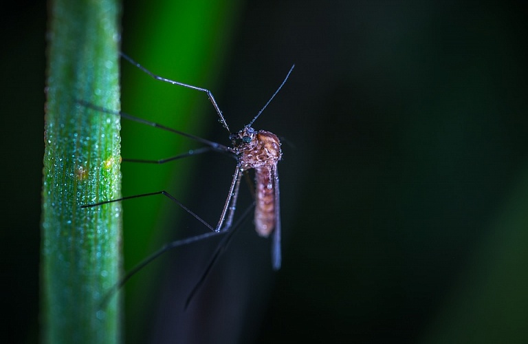 Аллергия на укусы комаров: в чём опасность?