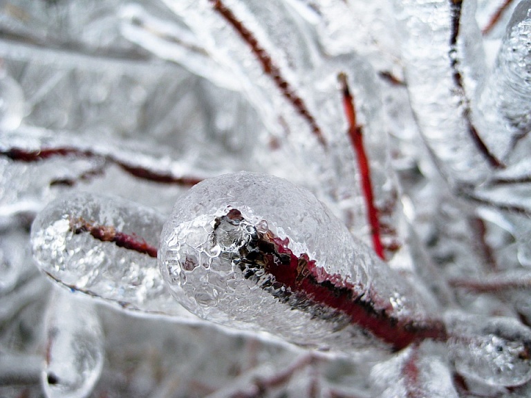Учёные научились замораживать органы с 80%-ым сохранением живых клеток