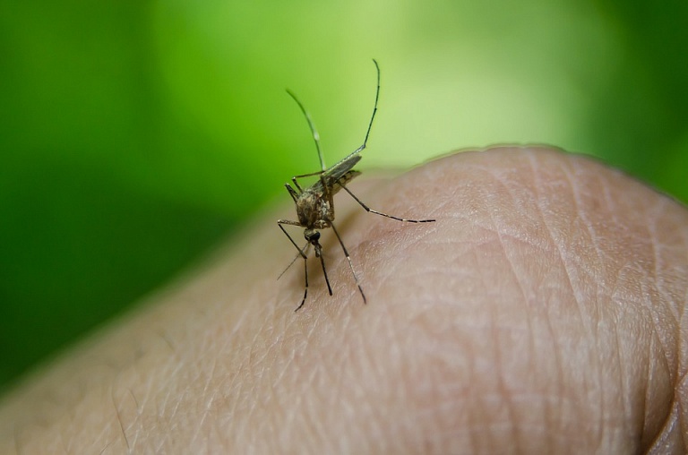 В Таиланде бушует лихорадка денге