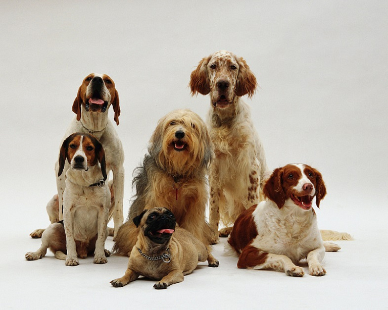 Учёные оценили продолжительность жизни собак разных пород