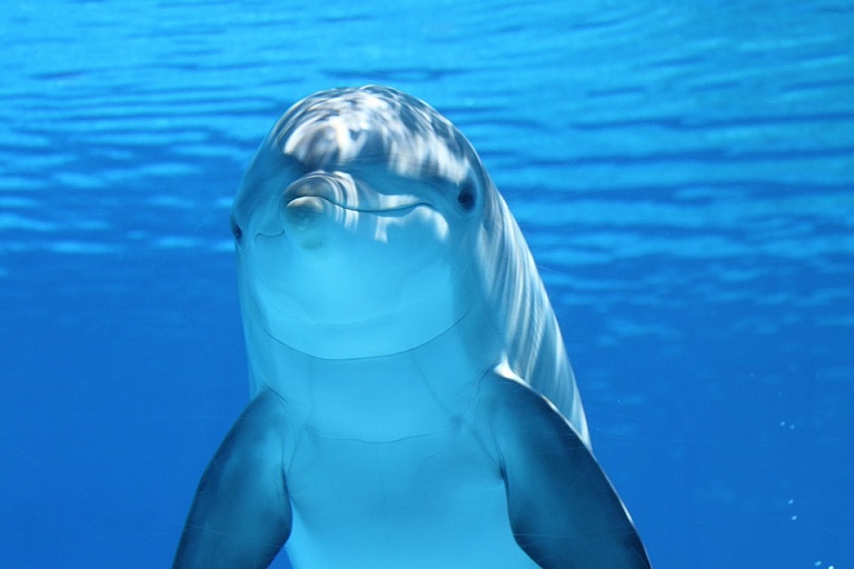 Дельфины помогли учёным выявить опасный источник питания