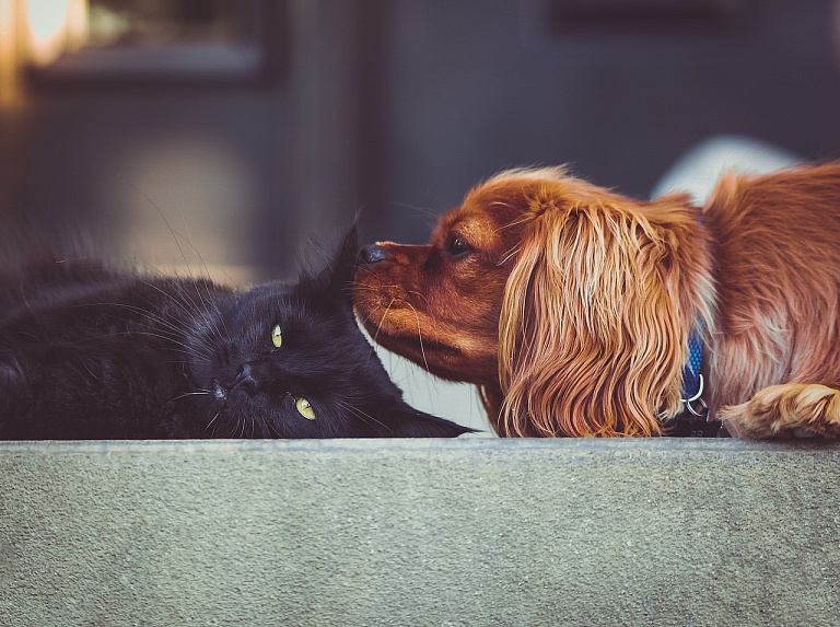 Российские учёные оценили возможность передачи коронавируса человеку от кошек и собак
