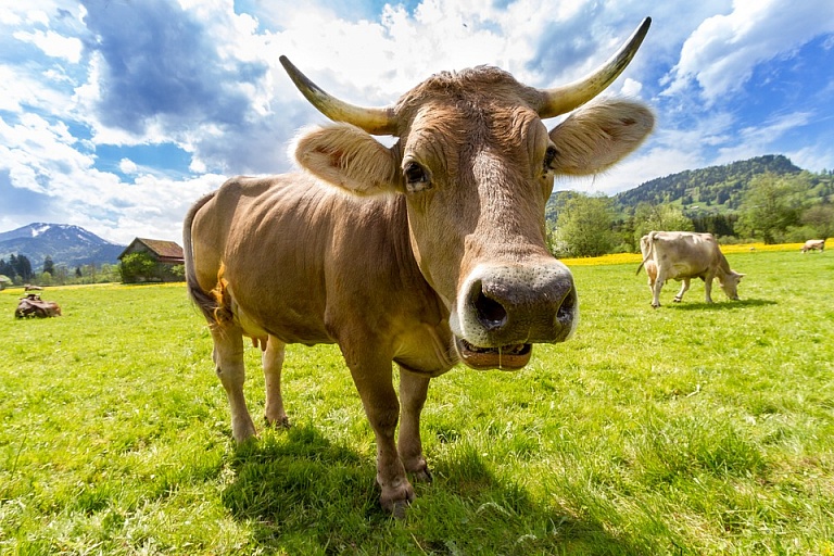 Новосибирские учёные нашли способ сделать мясную продукцию экологически безопасной
