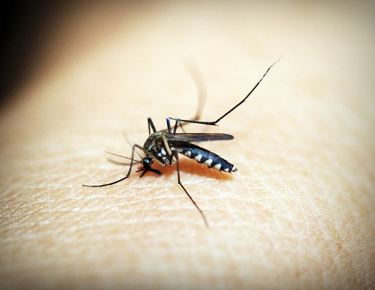 Лихорадкой денге в 2018 году заболели 230 россиян 