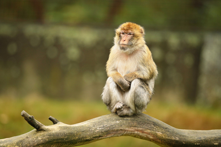 Какими инфекциями можно заразиться от обезьян?