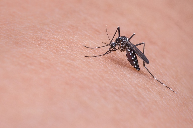Почему комары любят одних людей больше, чем других?