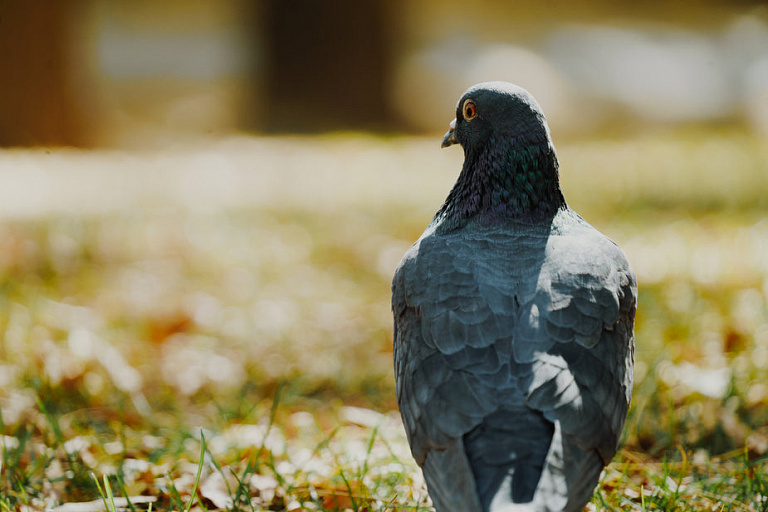 Чем опасно кормление птиц в парках?